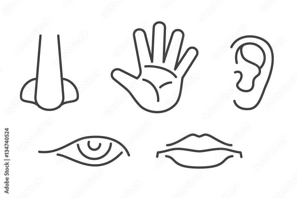 Five senses vector icons set isolated white