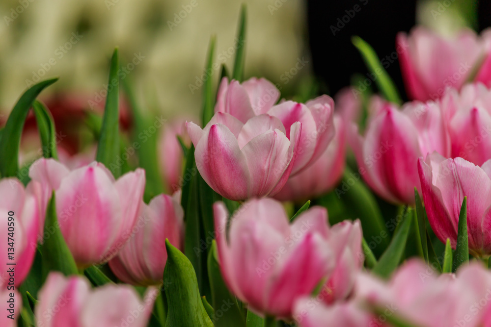 Beautiful pink tulips blooming in the garden Beautiful pink tulips blooming in the garden