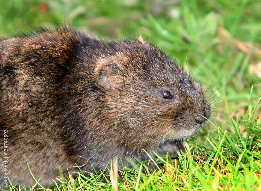 The European water vole or northern water vole, Arvicola amphibius, is a semiaquatic rodent. The European water vole or northern water vole, Arvicola amphibius, is a semiaquatic rodent.