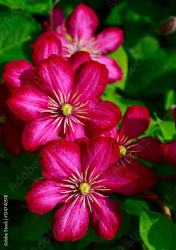 Vibrant pink clematis in the home garden. © V. J. Matthew