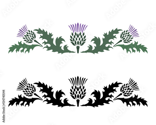 Canvas Print Thistle. Onopordum acanthium. Scottish Thistle