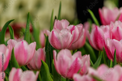 Beautiful  pink tulips blooming in the garden