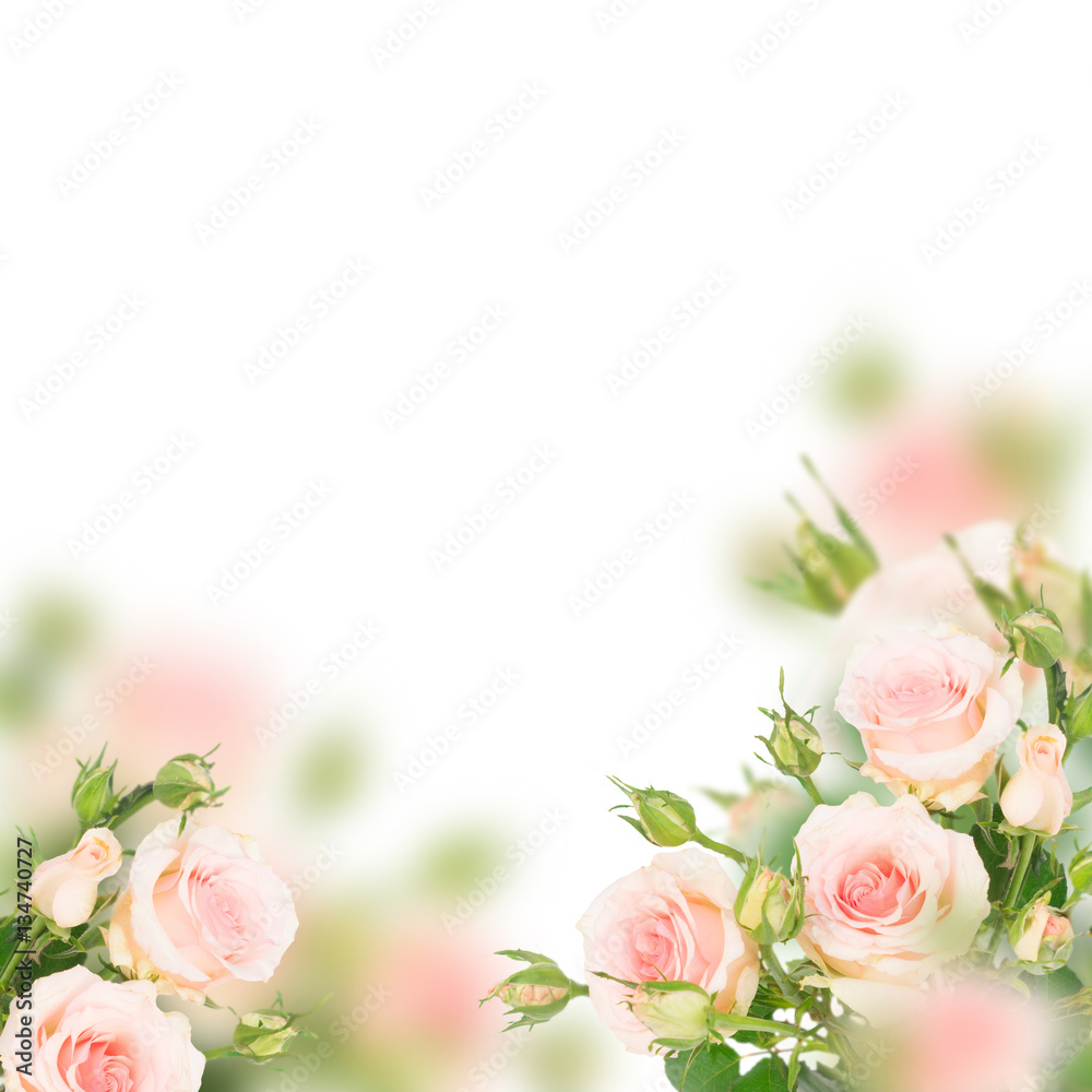 Pink blooming fresh roses with buds posy frame over white background