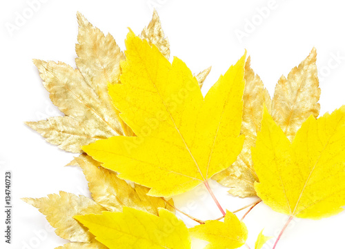 Sparkling maple leaves, painted gold and natural autumn yellow