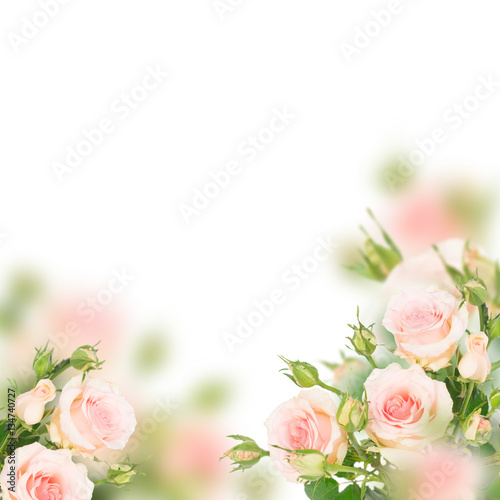 Pink blooming fresh roses with buds posy frame over white background © neirfy