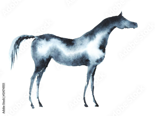 Hand painted watercolor arabian horse on white. 