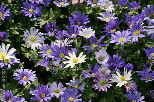 Anemone Blanda 'Blue Shades', Park Keukenhof, Holland