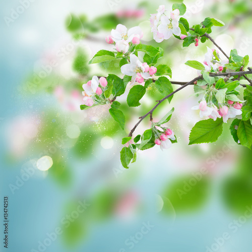 Apple tree flowers blossom with green leaves on blue sky