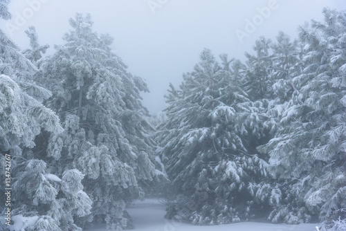 Entrance to the snowy forest pine thicket. Russia, Stary Krym.