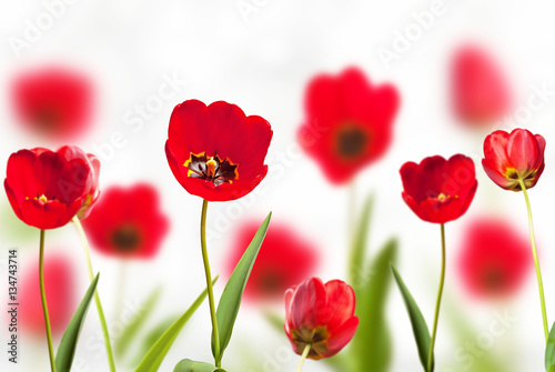 red tulips on the white background © Václav Mach