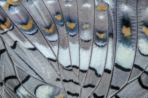 Close up Black Rajah (Charaxes solon sulphureus Jordan, 1900) Butterfly wing detail photo