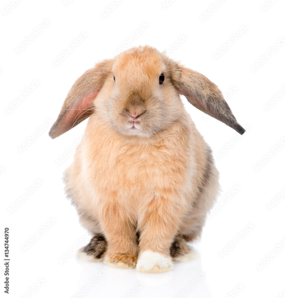 Lop-eared rabbit in front view. isolated on white background Lop-eared rabbit in front view. isolated on white background