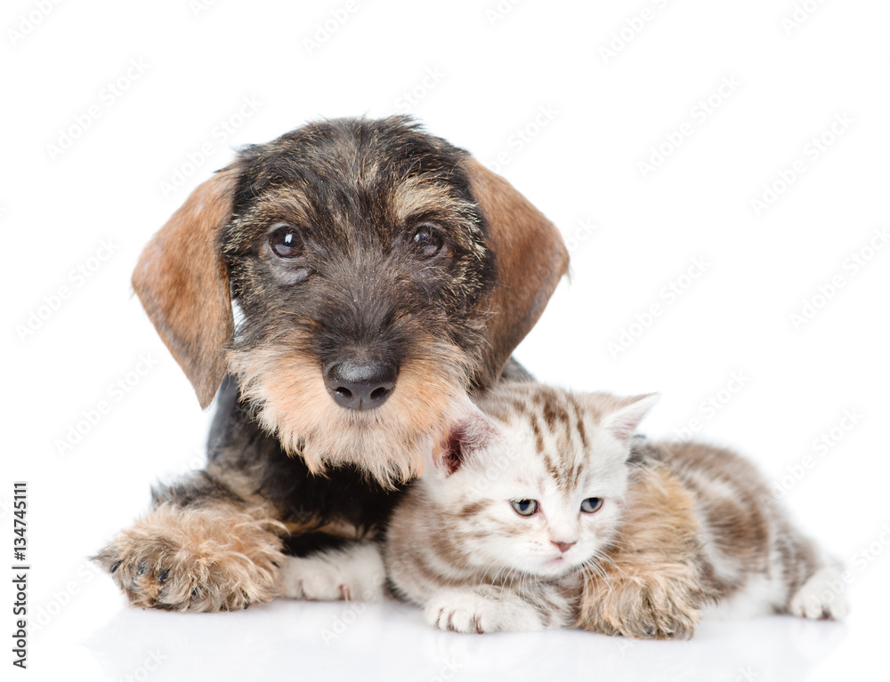 Dog embracing tiny kitten. isolated on white background