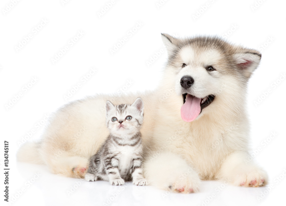 Obraz premium Scottish kitten sitting with Alaskan malamute puppy. isolated on white 
