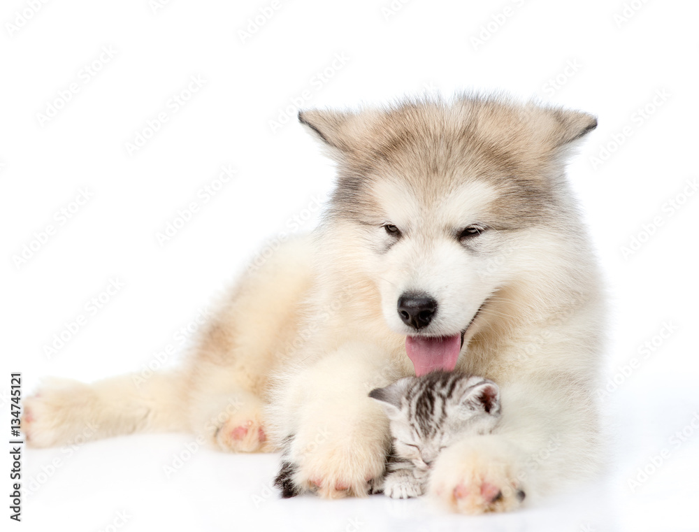 puppy hugs sleepy kitten. isolated on white background