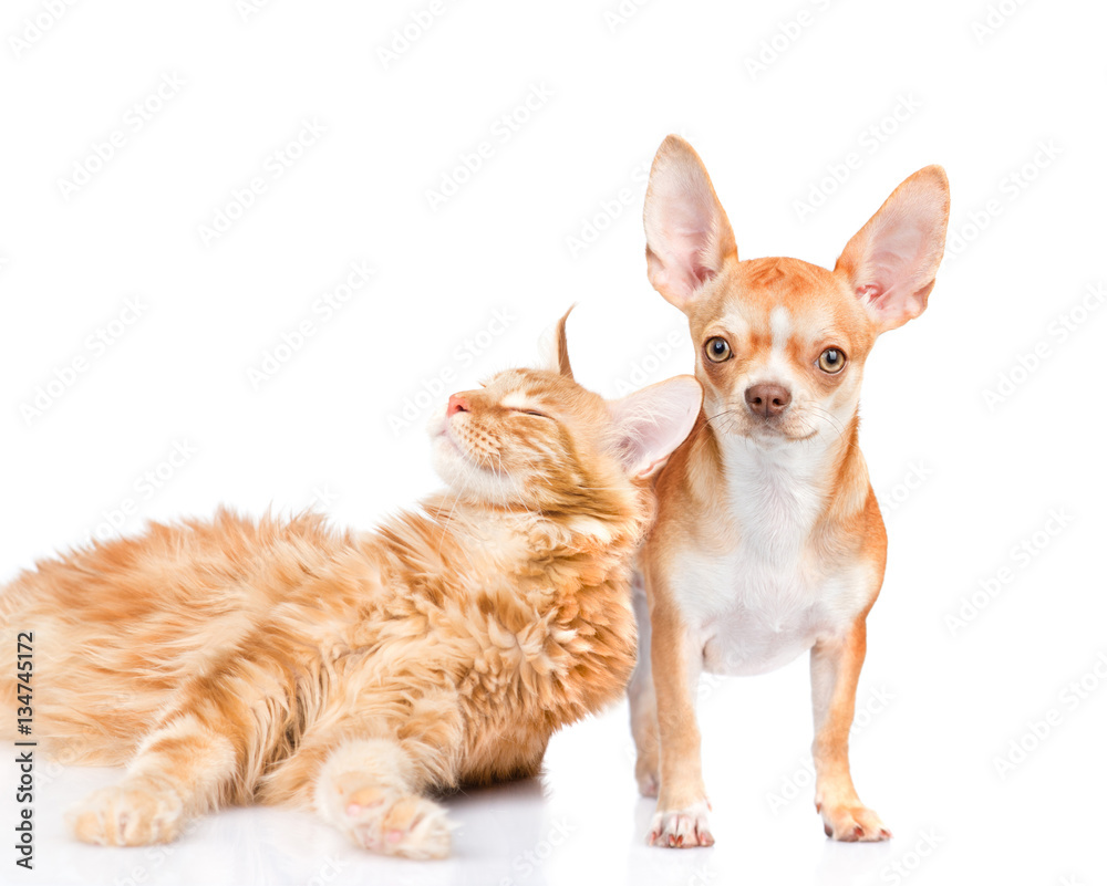 Affectionate cat with puppy. isolated on white background Affectionate cat with puppy. isolated on white background