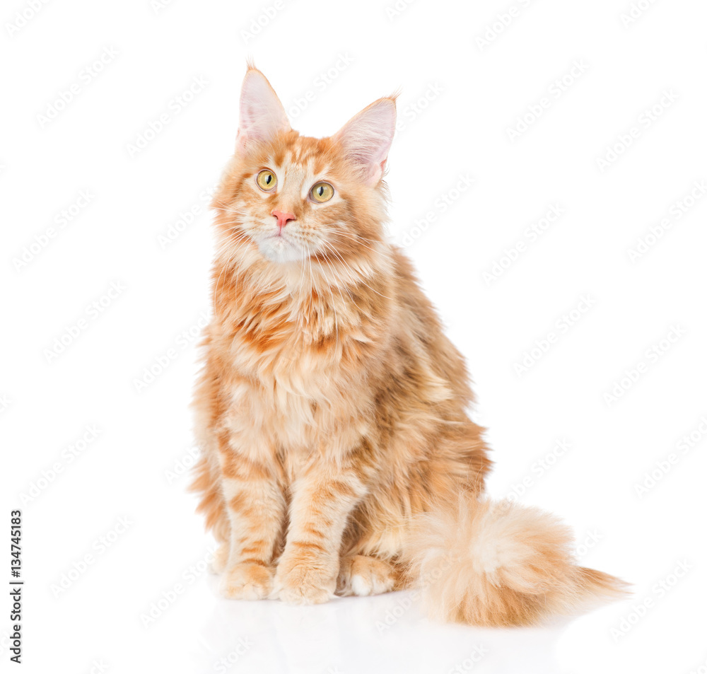 maine coon cat sitting in front view. isolated on white background