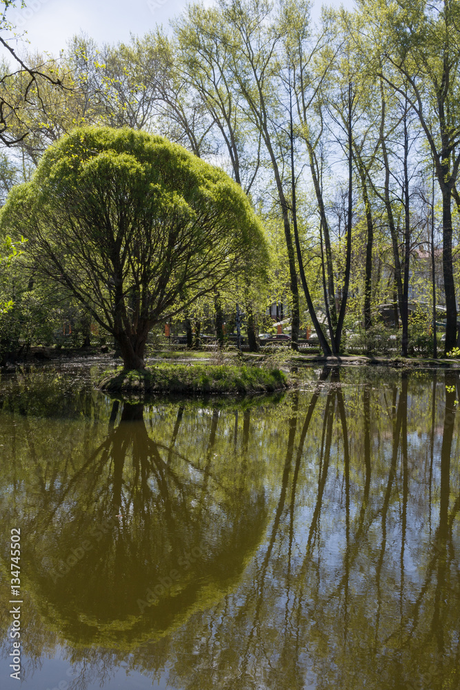 Spring landscape. Willow and poplars are reflecting in pond of u Spring landscape. Willow and poplars are reflecting in pond of u