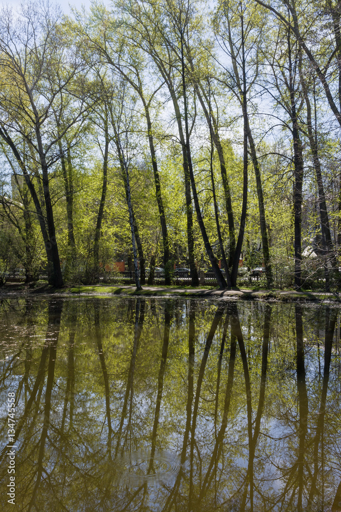 Spring landscape. Row of tall poplars and their reflections in p