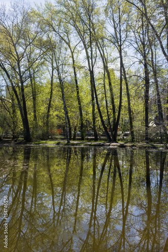 Spring landscape. Row of tall poplars and their reflections in p