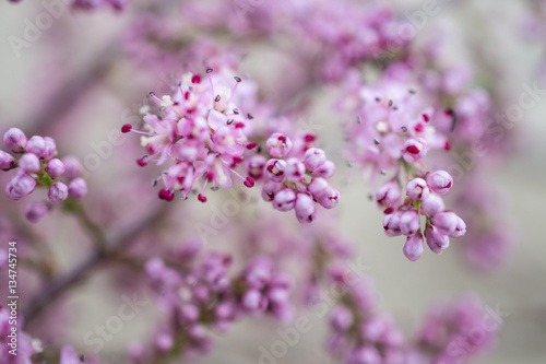 Blossoming tamarisk in a spring desert