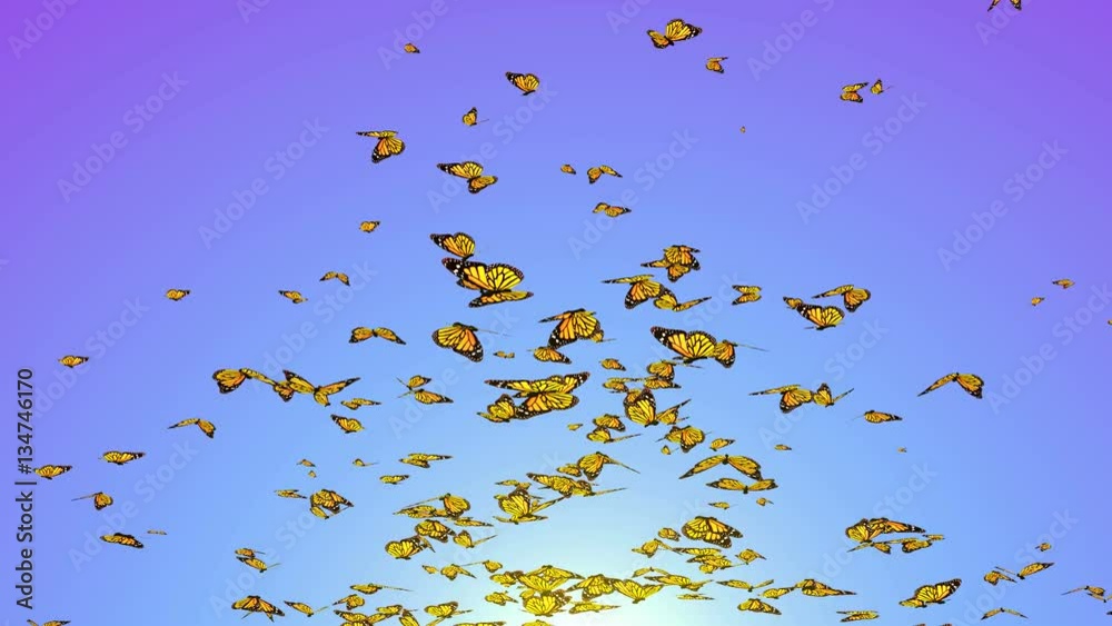 Flying butterflies large group of butterflies Flying butterflies large group of butterflies