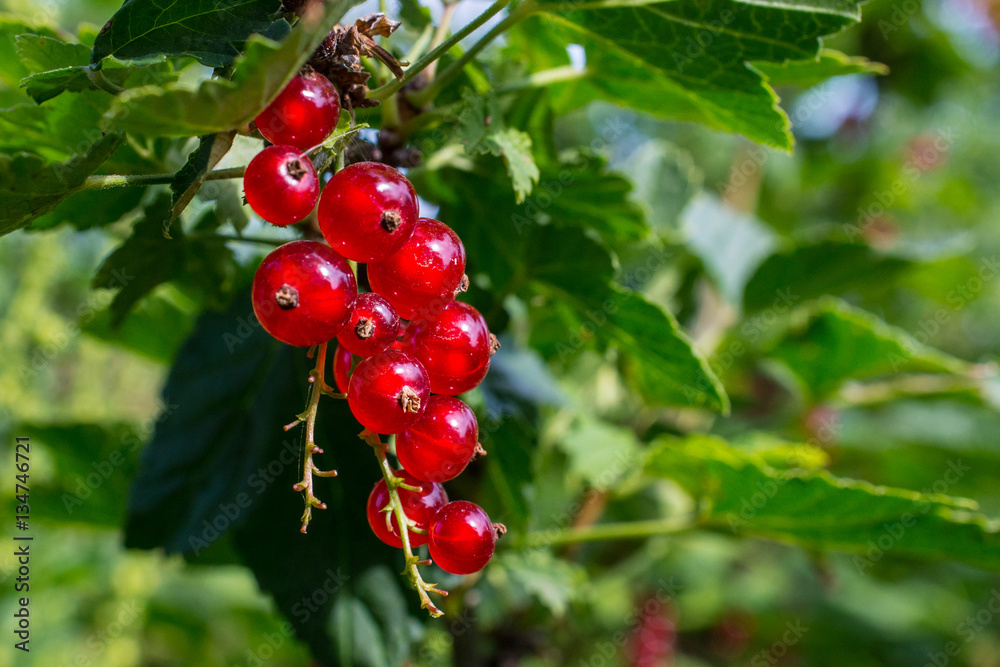 Red currant berries on the branch with green leaves Red currant berries on the branch with green leaves