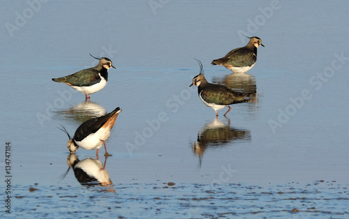 The northern lapwing, also known as the peewit, pewit, tuit or tew-it, green plover or just lapwing, is a bird in the lapwing family.