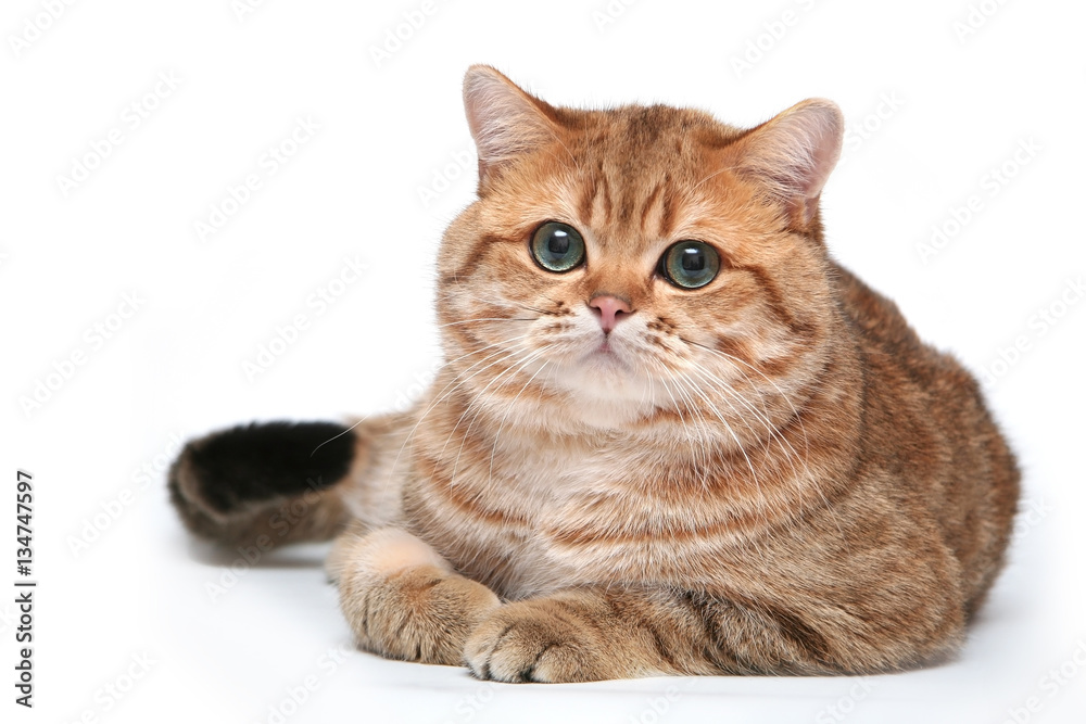 Red British cat on a white background