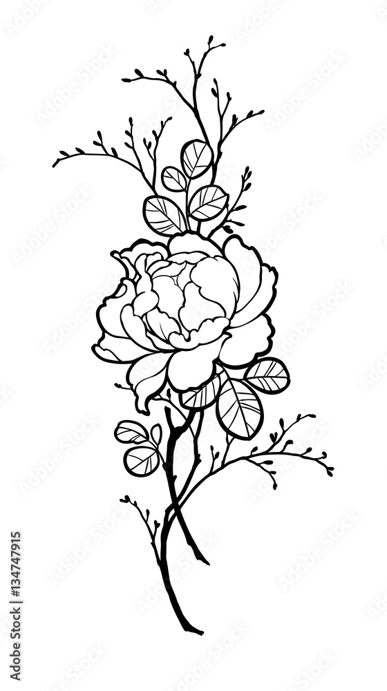 Naklejka premium Hand drawn peony rose flower with branches for decorate. Black ink on white background. Can be used for decorate postcards, tattoo, engraving, etching, decorate t-shorts, tunics, bags.