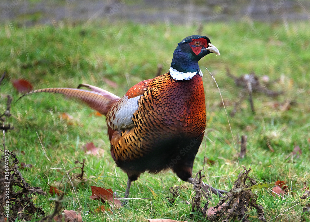 Fototapeta premium The common pheasant is a bird in the pheasant family. The genus name comes from Latin phasianus, 