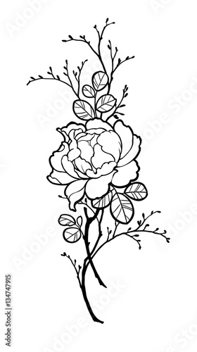 Hand drawn peony rose flower with branches for decorate. Black ink on white background. Can be used for decorate postcards  tattoo  engraving  etching  decorate t-shorts  tunics  bags.