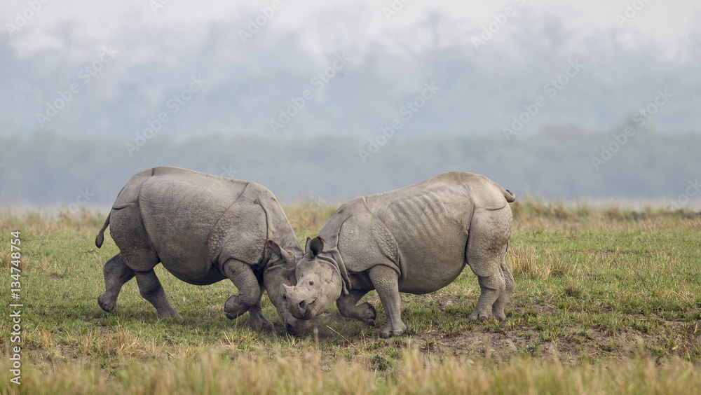 Obraz premium Rhinoceros