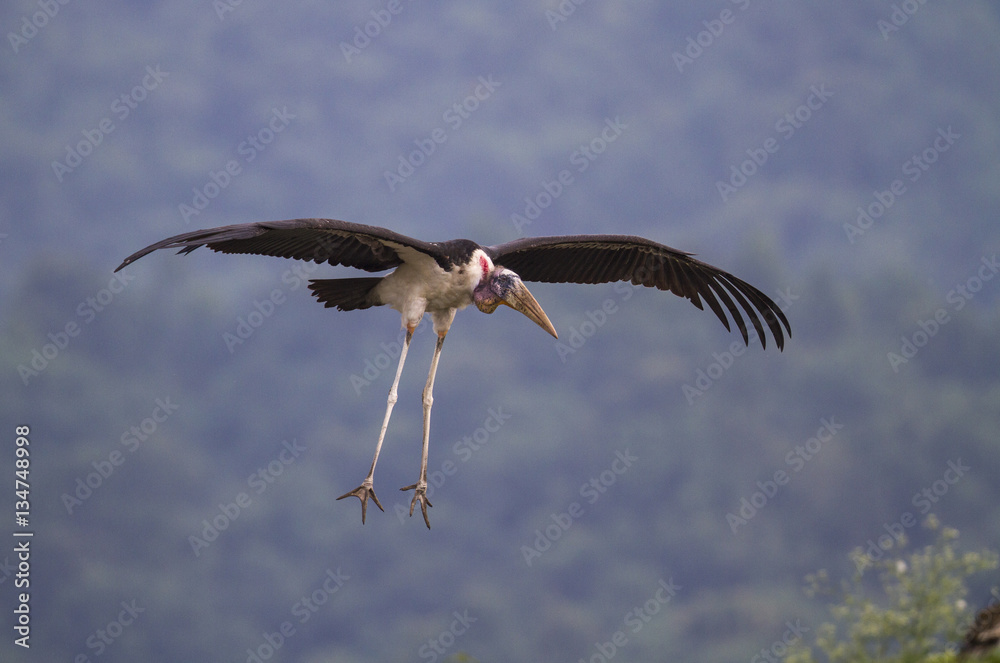Obraz premium Bird
