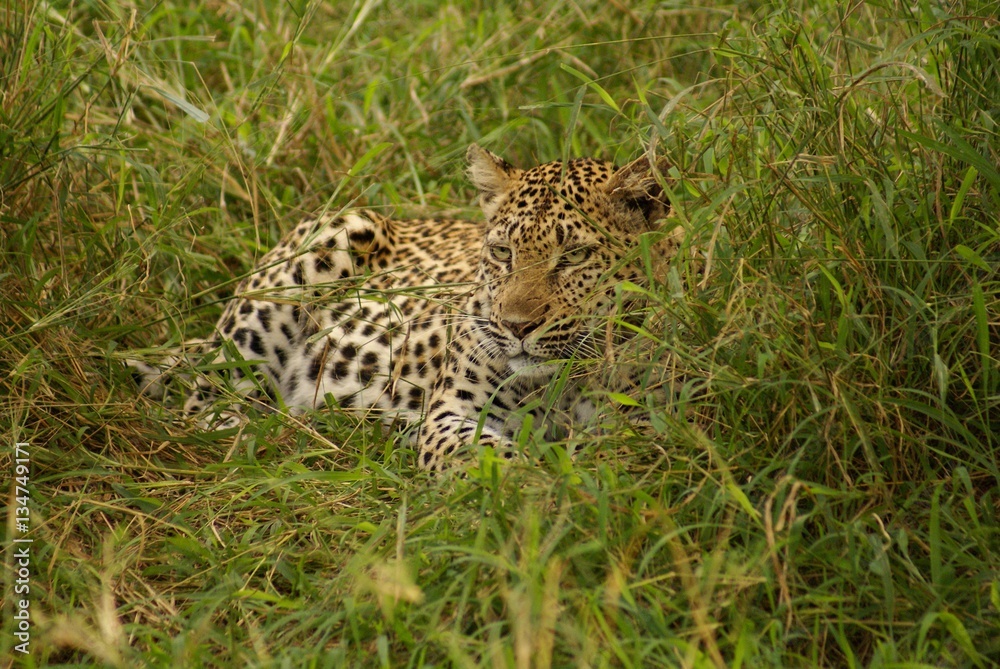 Leopard Leopard