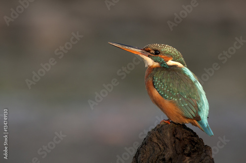 Adult female of Common kingfisher. Alcedo atthis © Jesus