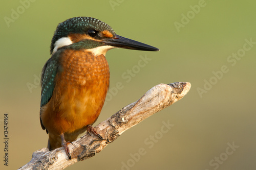 Adult male of Common kingfisher. Alcedo atthis