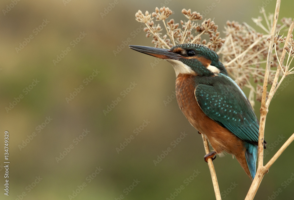 Fototapeta premium Adult female of Common kingfisher. Alcedo atthis