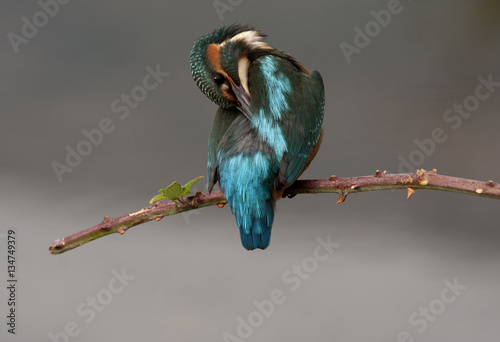 Adult female of Common kingfisher. Alcedo atthis photo