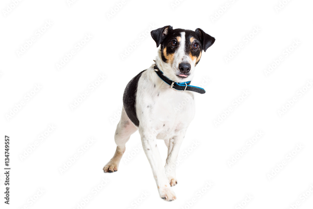 Portrait of a purebred smooth fox terrier  white background