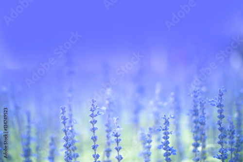 lavender flowers in the blue light