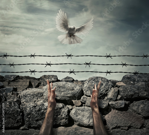 Fényképezés Man arms on a stone wall fence background with barbed wire on top as a convict in a prison rise hands to the sky on a flying pigeon