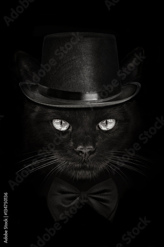 dark muzzle cat close-up in a hat and tie butterfly photo