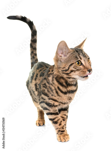 bengal cat in studio