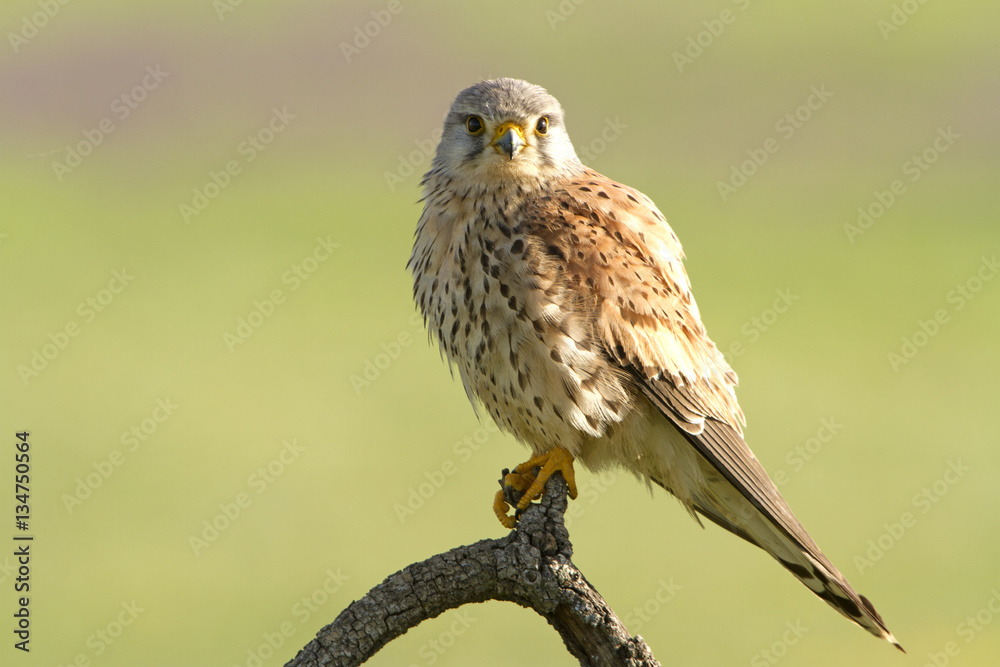 Adult male of Common kestrel. Falco tinnunculus. Adult male of Common kestrel. Falco tinnunculus.