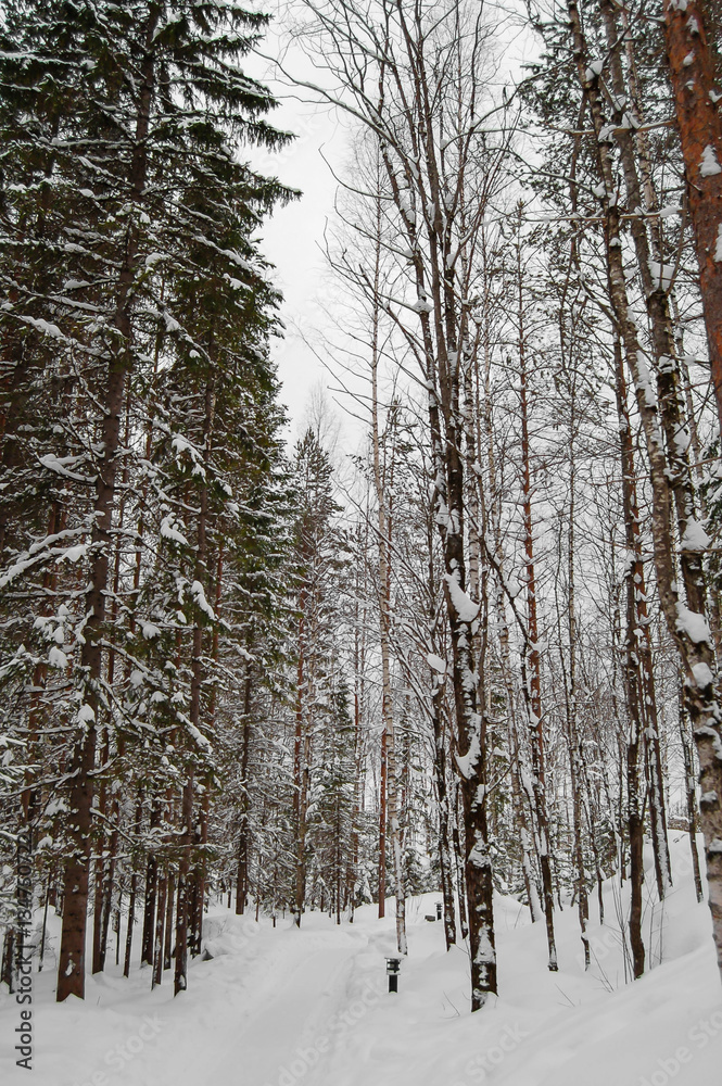 Winter forest with snow