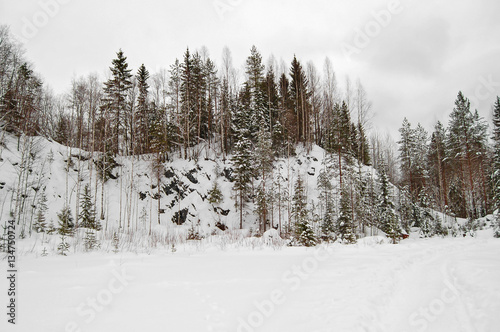 Winter forest with snow