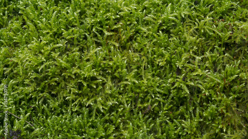 a green moss grass texture