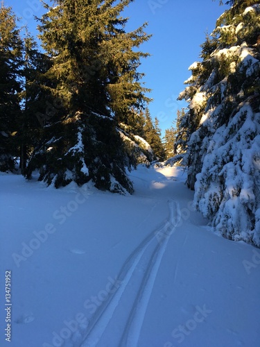 Nature in winter