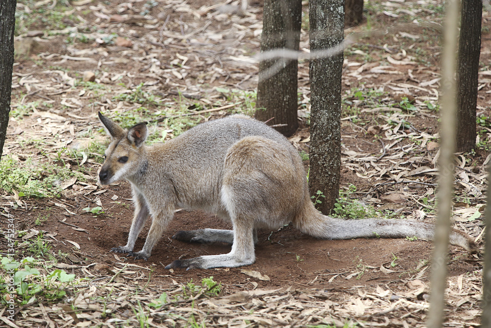 Kangaroo Kangaroo